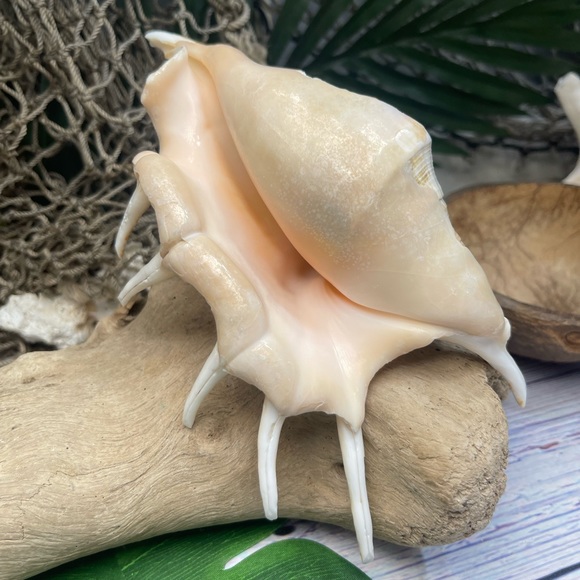 XL Spider CONCH SEASHELL Collector Display Shell nautical Decor beach coastal - Picture 15 of 16